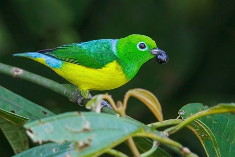 Blue-naped Chlorophonia (Chlorophonia cyanea) perched on a branch in Manu National Park, Peru