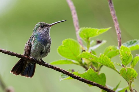Sapphire-spangled Emerald (Polyerata lactea) perched on a branch in Manu National Park, Peru