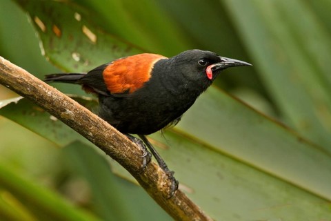 South Island Saddleback (Philesturnus carunculatus), New Zealand