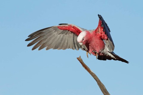 Galah (Eolophus roseicapilla) female flying, Queensland, Australia