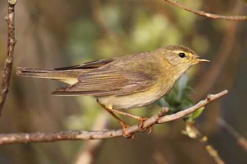 Willow Warbler (Phylloscopus trochilus), Texel, Netherlands