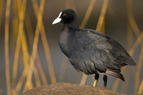 Eurasian Coot (Fulica atra), Mecklenburg-Western Pomerania, Germany