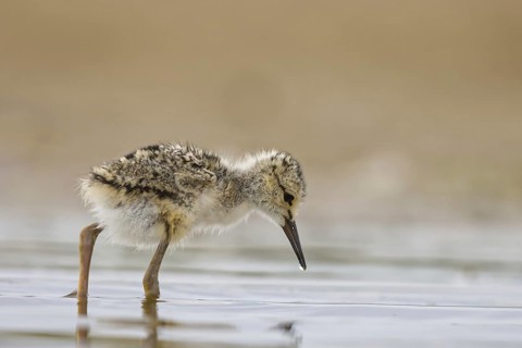 Black-winged Stilt (Himantopus himantopus) chick foraging, North Rhine-Westphalia, Germany