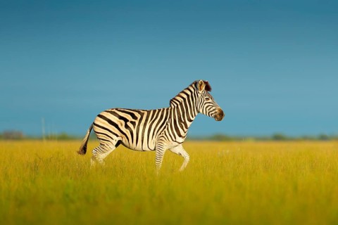 Zebra with blue sky. Burchell's zebra, Equus quagga burchellii, Nxai Pan National Park, Botswana,