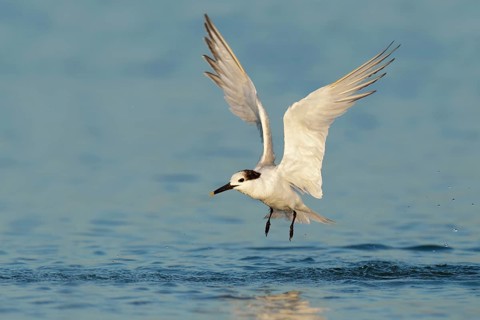 Sandwich Tern (Thalasseus sandvicensis) flying, Florida, USA