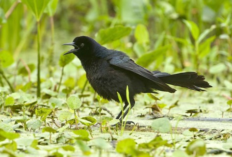Boat-tailed Grackle (Quiscalus major) male, Texas, USA