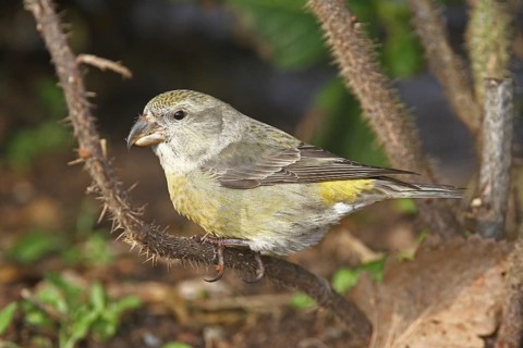 Parrot Crossbill (Loxia pytyopsittacus) female, Schleswig-Holstein, Germany