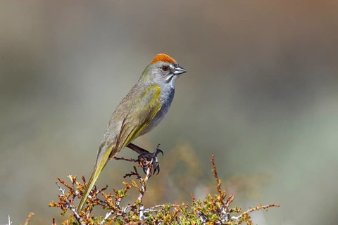 Green-tailed Towhee Pipilo chlorurus Bodie, California, United States 13 May Adult Emberizidae