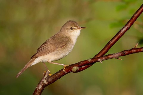 Blyths Reed Warbler - Buschrohrsänger - Acrocephalus dumetorum, Kazakhstan
