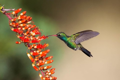Broad-billed Hummingbird Cynanthus latirostris Madera Canyon, Santa Rita Mountains, Arizona, United