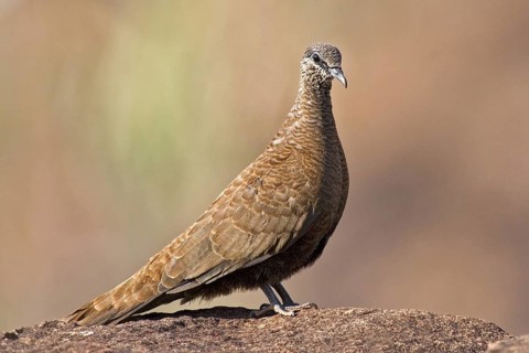 White-quilled Rock Pigeon (Petrophassa albipennis), Western Australia, Australia