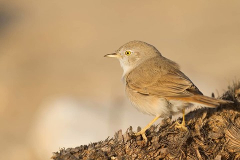 Asian Desert Warbler - Wüstengrasmücke - Sylvia nana, Oman