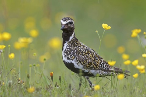 European Golden Plover (Pluvialis apricaria), Iceland