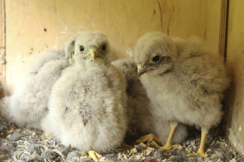 Common Kestrel (Falco tinnunculus) chick, Lower Saxony, Germany