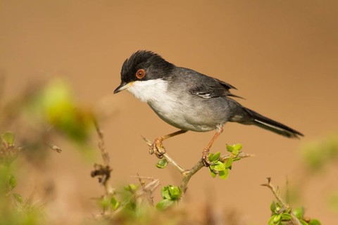 Sardinian Warbler (Sylvia melanocephala) male, Morocco