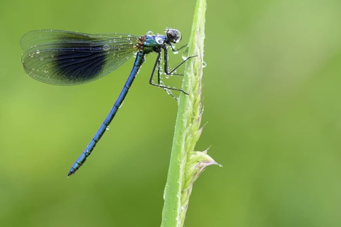Banded Demoiselle (Calopteryx splendens), male covered with dew drops on blade of grass, Lower