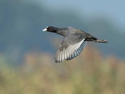 Eurasian Coot (Fulica atra) flying, West Bengal, India