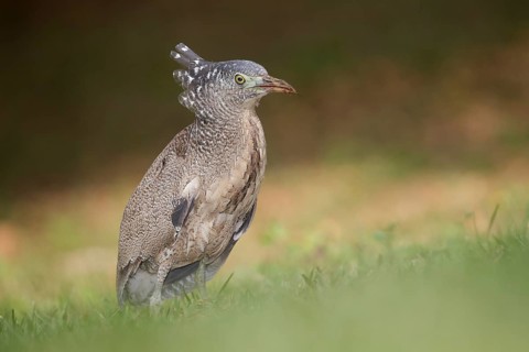 Malayan Night Heron (Gorsachius melanolophus), Taiwan