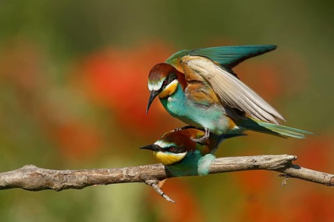 European Bee-eater (Merops apiaster) pair mating, Piedmont, Italy