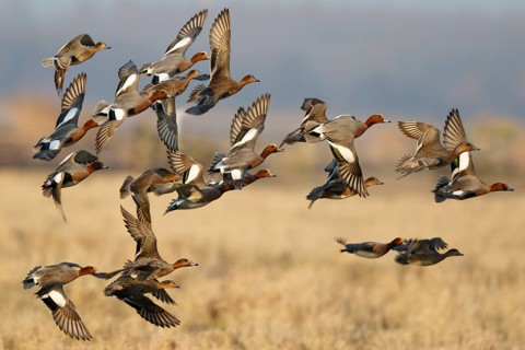 Eurasian Wigeon (Mareca penelope) group flying, Netherlands