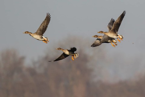 Taiga Bean Goose (Anser fabalis) group flying, North Rhine-Westphalia, Germany