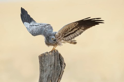 Montagu's Harrier (Circus pygargus) male perched on a post, Andalusia, Spain