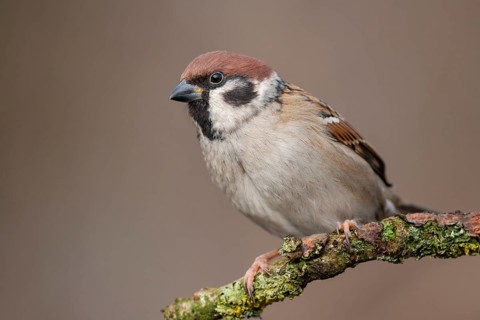 Eurasian Tree Sparrow (Passer montanus) perched on a branch, Lower Saxony, Germany