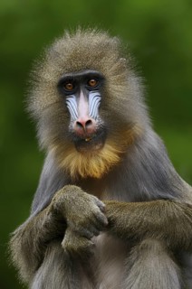 Mandrill (Mandrillus sphinx), female, endangered species, captive, occurrence in Central Africa