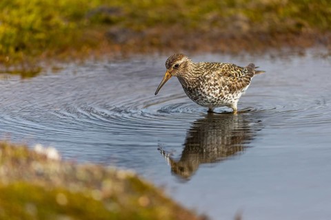 Black-legged stint (Calidris maritima) foraging, Aventdalen, Longyearbyen, Spitsbergen, Svalbard