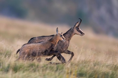 Chamois (Rupicapra rupicapra) mother with her youngster on a meadow in the Vosges Mountains,