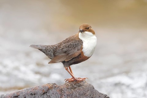 White-throated Dipper (Cinclus cinclus) on a mossy stone on the bank of a river, with caddis fly