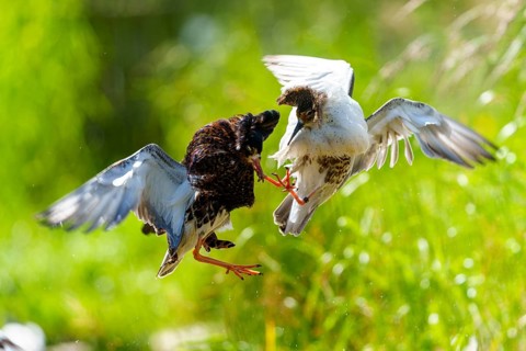 Ruff in the air during a heated wing fight in green surroundings, Ruff (Calidris pugnax, Syn.: