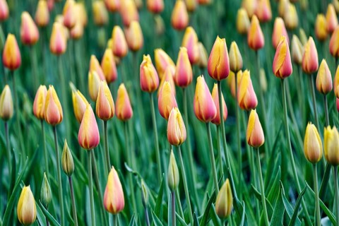 Tulipa polychroma (Tulipa), colourful tulip bed, Keukenhof gardens, Lisse, Bollenstreek, South