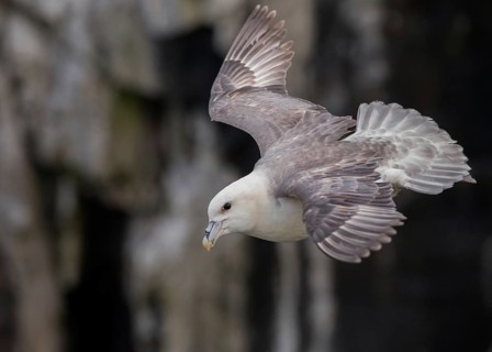Northern Fulmar (Fulmarus glacialis) flying, Scotland, United Kingdom