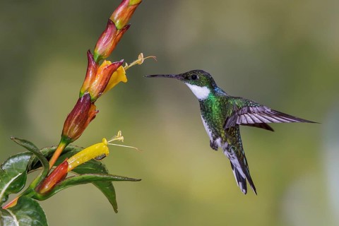 White-throated Hummingbird (Leucochloris albicollis) flying and feeding at a flower in the Atlantic