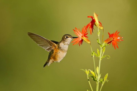 Rufous Hummingbird Selasphorus rufus Portal, Chiricahua Mountains, Arizona, United States 26 August