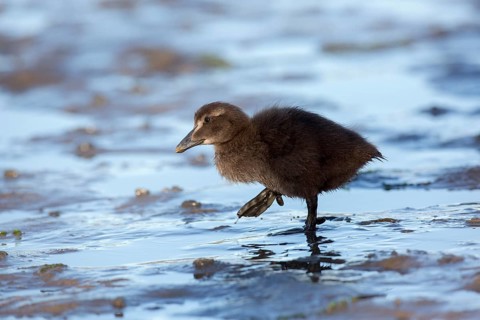 Common Eider (Somateria mollissima) chick, Seahouses, United Kingdom