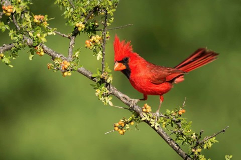 Northern Cardinal Cardinalis cardinalis Amado, Santa Cruz County, Arizona, United States 15 May