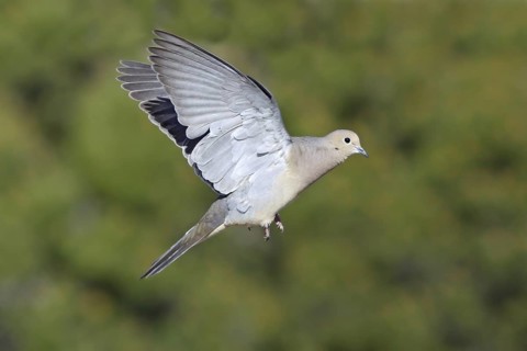 Mourning Dove Zenaida macoura Tucson, ARIZONA, United States 28 March Adult in flight. Columbidae