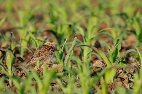 Eurasian Skylark (Alauda arvensis) on field, North Rhine-Westphalia, Germany