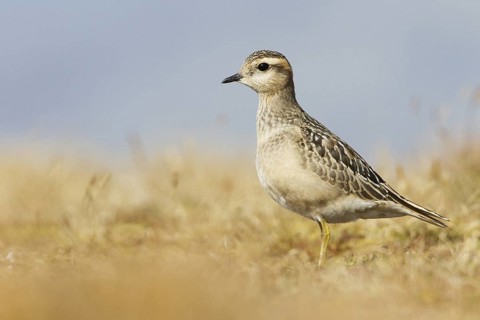 Eurasian Dotterel (Charadrius morinellus) juvenile, Grisons, Switzerland
