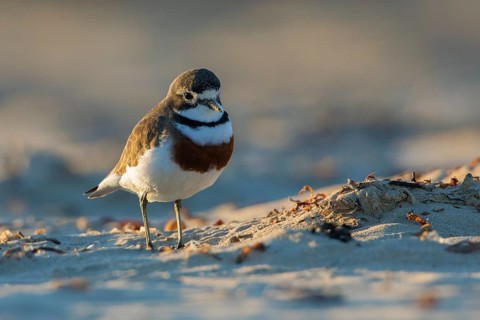 Double-banded Plover (Charadrius bicinctus) on beach, Victoria, Australia