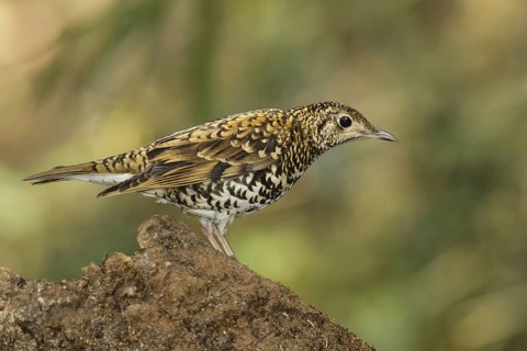 Scaly Thrush (Zoothera dauma) female, Doi Ang Khang, Thailand
