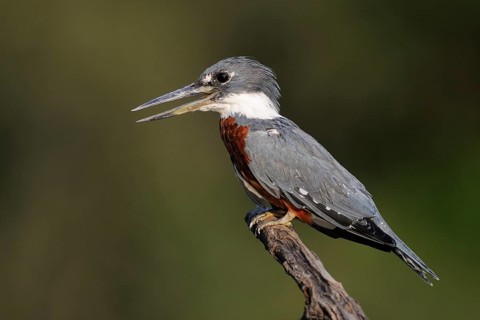 Ringed Kingfisher (Megaceryle torquata), Pantanal, Brazil