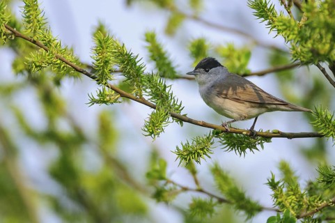Eurasian Blackcap (Sylvia atricapilla) male, perched on branch, Lower Saxony, Germany