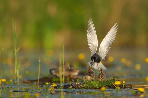 Black Tern (Chlidonias niger) feeding of juvenile, Netherlands