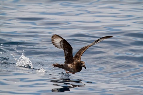 Providence Petrel (Pterodroma solandri) flying, New South Wales, Australia