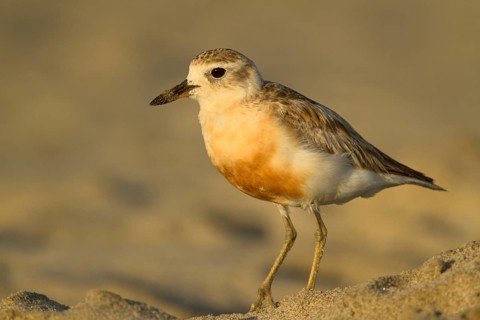 New Zealand Plover (Charadrius obscurus), Northland, North Island, New Zealand