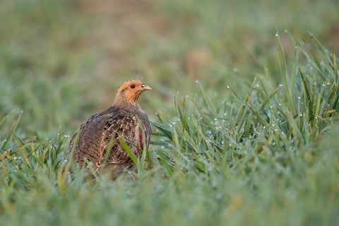 Grey Partridge (Perdix perdix) perched in field, North Rhine-Westphalia, Germany