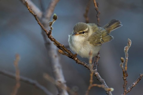 Arctic Warbler - Wanderlaubsänger - Phylloscopus borealis. Russia (Ural)